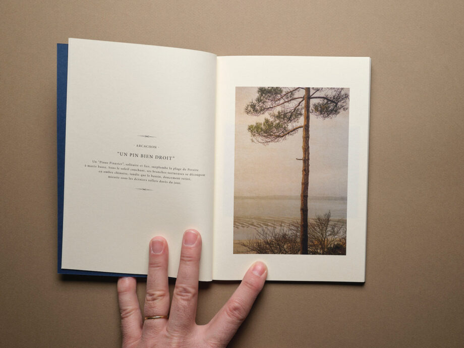 Les Petits Carnets de Frances Le bassin d'arcachon pins droit